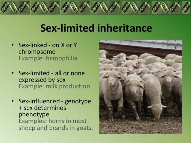 Sex limited characters in goats